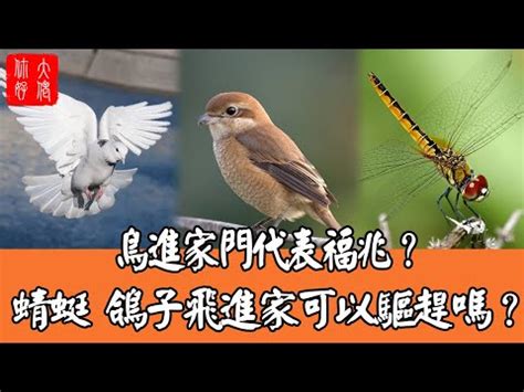 陽台有鳥風水|【有鳥飛來陽台】歡迎鳥兒築巢！解讀有鳥飛來陽台的吉祥寓意